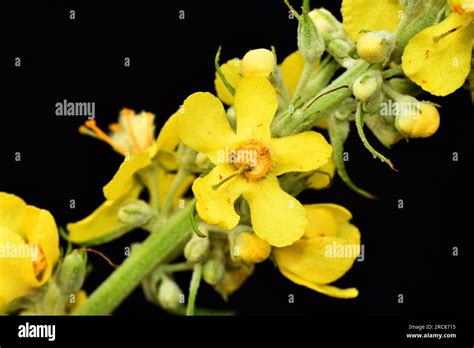 Flowers Of The Great Mullein Verbascum Thapsus On A Black Background