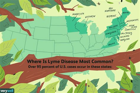 Lyme Disease Overview And More