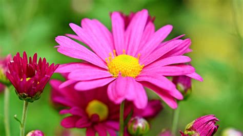 flower Full HD Fondo de Pantalla and Fondo de Escritorio | 2048x1152 ...