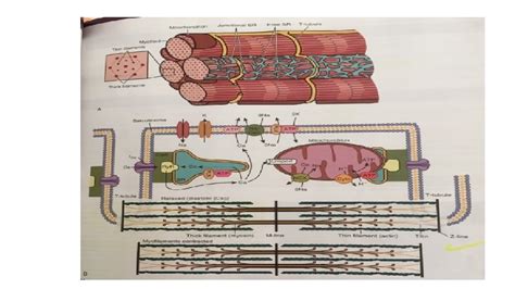 Mechanisms Of Cardiac Contraction And Relaxation By Dr