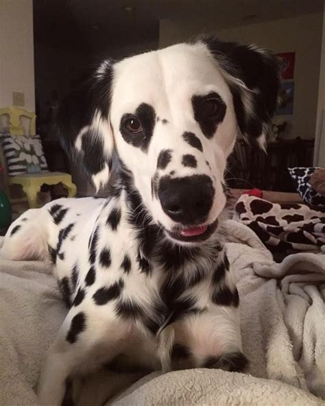 Adorable Dalmatian Becomes Internet Famous With His Heart Shaped Eyes