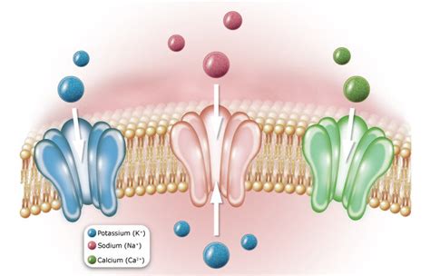 Ion Channels — Biology Song Parodies