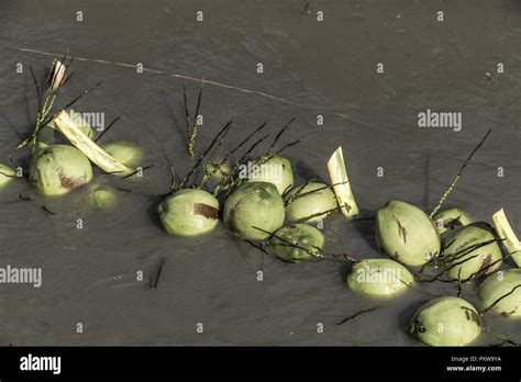 Coconut Cultivation Harvest Stock Photo Alamy