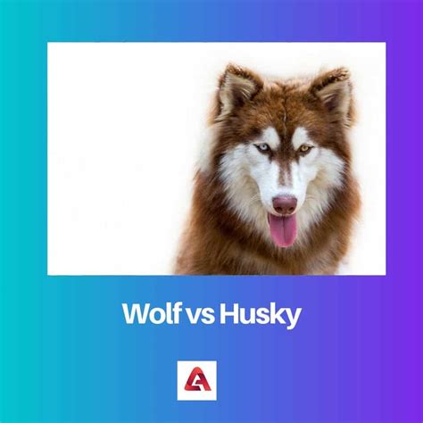 Wolf Vs Husky Difference And Comparison