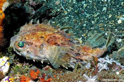 Cyclichthys Orbicularis Rounded Porcupinefish Reef Life Survey