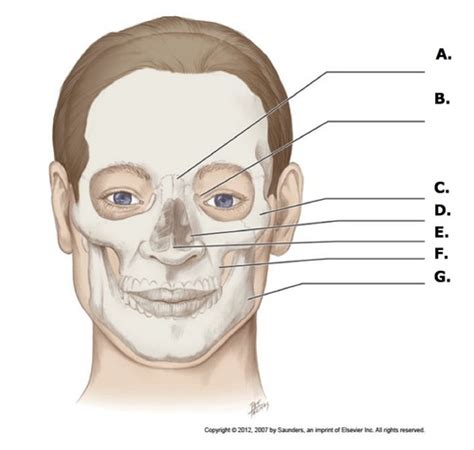 DHY 257 Head And Neck Labeling Flashcards Quizlet