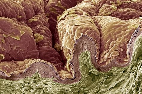 The Layers Of The Integumentary System Papulas Anatomia Y Fisiologia