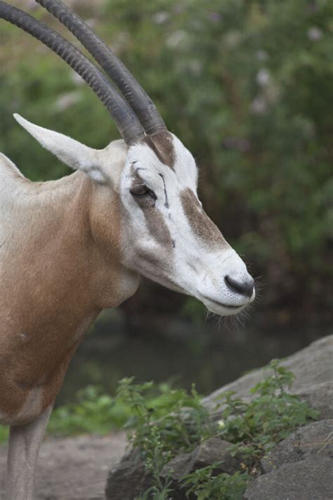 Scimitar Oryx Head And Horns Clippix Etc Educational Photos For