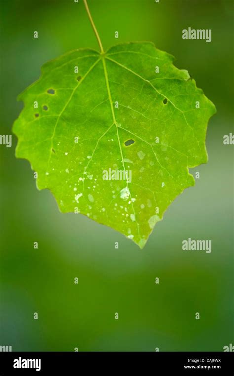 European Aspen Populus Tremula Leaf Germany Stock Photo Alamy