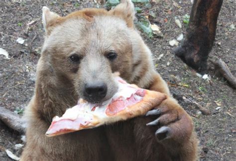 Bruine Beer Dol Op Italiaans Eten Faqt