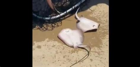 Stingray Giving Birth