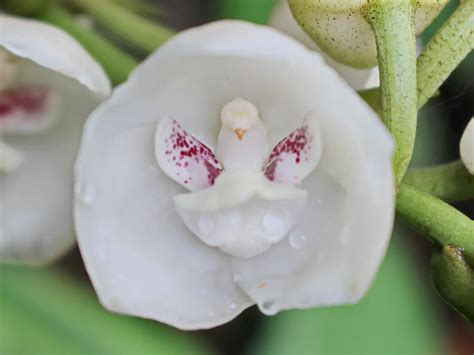 Flor Nacional De Panam Flores Del Mundo