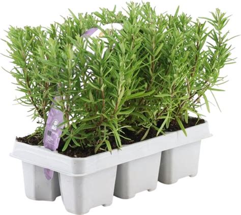 Plants By Frank 6 Roosmarijn Planten 6 Pack Rosmarinus Officinalis X