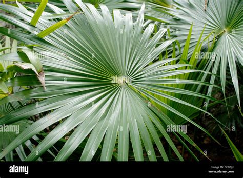 Palm Sabal Sp Leaves Palma De Guano La Palma De Guano Sabal Sp