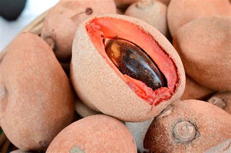 Descubre cómo puedes preparar esta cremosa agua de mamey