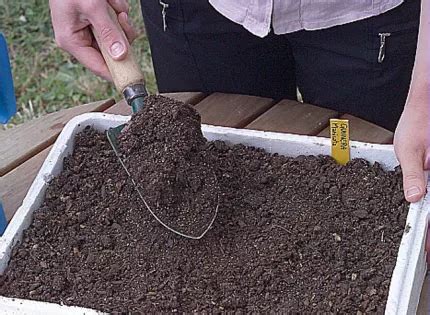 Comment réussir le semis de poireaux en jardinière ou en bac