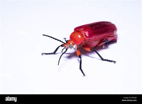 Red Beetle Taken Indoor Studio Kuching Sarawak Malaysia Stock Photo