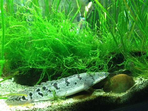 Barred Bichir Polypterus Delhezi Zoochat