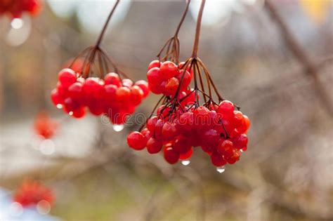 Bayas Rojas De Un Viburnum Con Las Gotas De Agua Imagen De Archivo