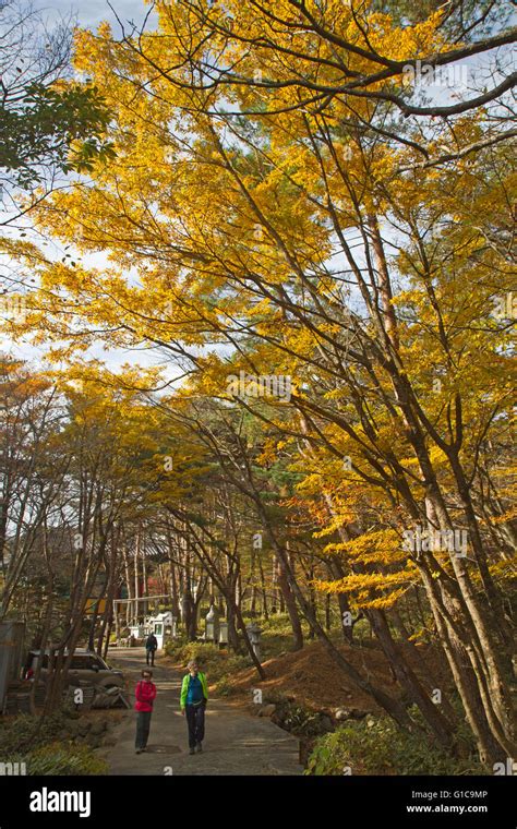 Autumn colours in Hallasan National Park Stock Photo - Alamy