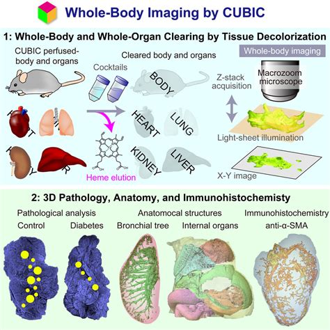 Whole Body Imaging With Single Cell Resolution By Tissue Decolorization Cell