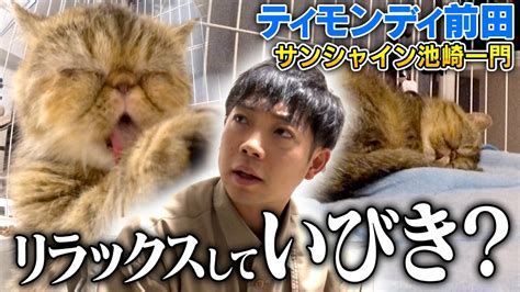 【保護猫活動：初日】エキゾチックショートヘア「ぷりゅ」の心をニャレ兄が開いた！？ Youtube