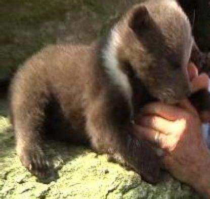 Rare Syrian Bear Cubs Born In South Carolina - Baby Animal Zoo