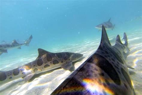 Snorkeling In La Jolla Top 5 Sites Scuba Diver Girls