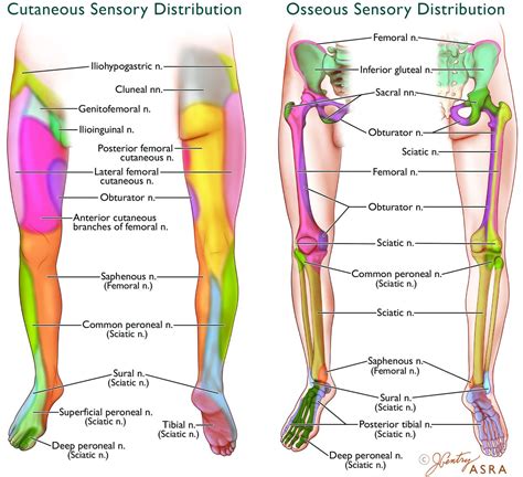 Lower Extremity Peripheral Nerve Distribution