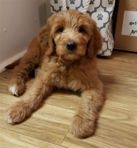 4 Week Old Goldendoodle Faithful Doodles 2 Week Old F1b English