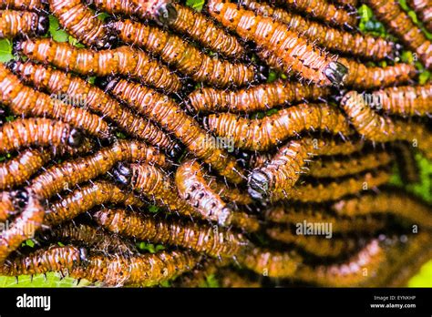 Costa Rica Caterpillars Hi Res Stock Photography And Images Alamy