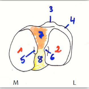 Diagram Of Tibia Piphyse Proximale Quizlet