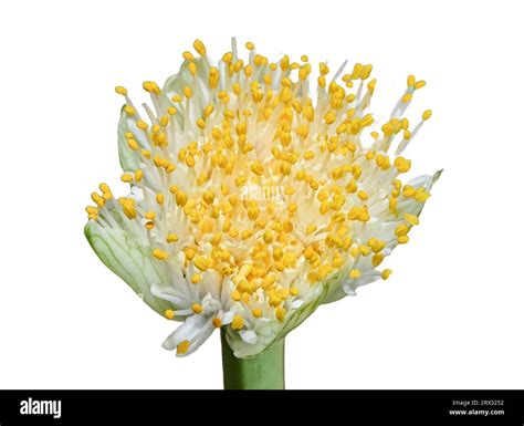 The Paintbrush Plant Haemanthus Albiflos Flower Isolated On White