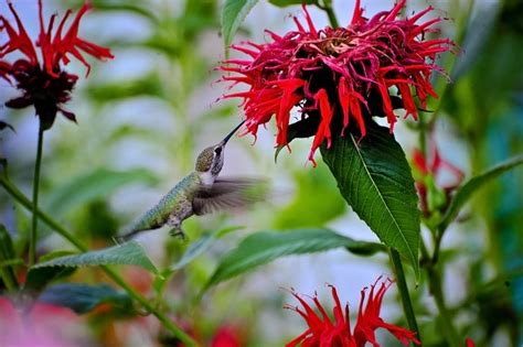 Hummingbirds And How To Attract Them Backyard Vegetable Gardener