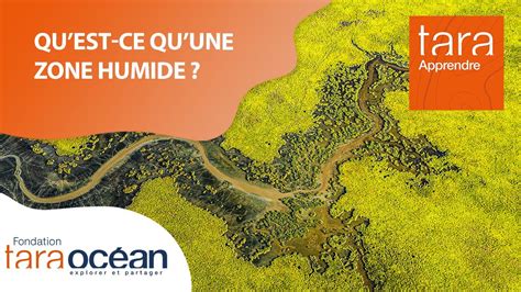 Qu est ce qu une zone humide Ecosystèmes essentiels qui assurent des