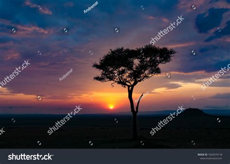 Acacia Tree Silhouette Against Cloudy Sunset Stock Photo 1063579118 ...