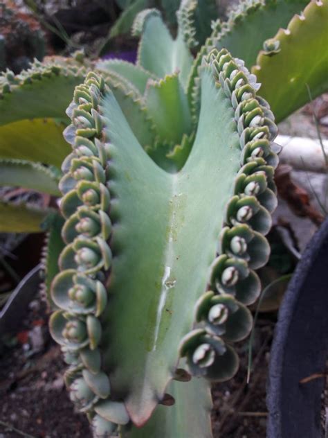 Suculenta Malamadre La Planta Ideal Para Principiantes Que Se