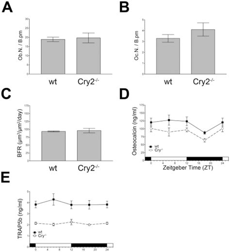 A Osteoblast Number Per Bone Perimeter Ob N B Pm In 12 Week Old Download Scientific