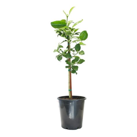 Oro Blanco Grapefruit Tree For Online Sale