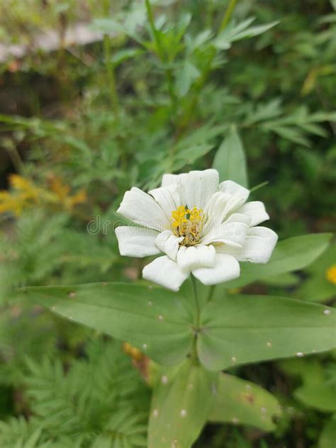 Flores Blancas De Zinnia Foto De Archivo Imagen De Zinnia