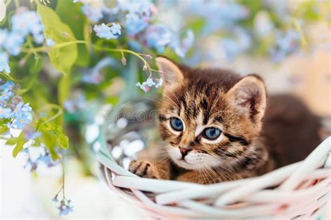 Striped Kitten With Wide Open Blue Eyes Sit In A Basket With Spring