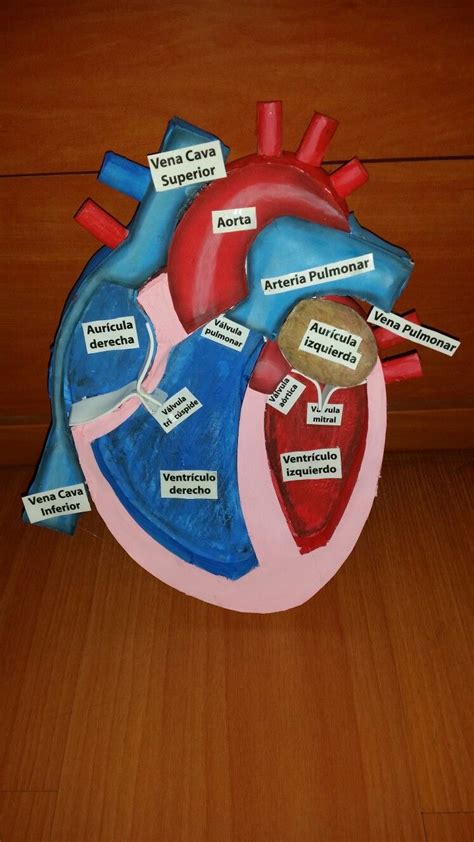 Maqueta Corazon School Science Projects Human Body Projects Biology