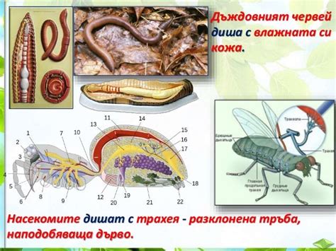 21. Дишане на животните и растенията - ЧП, 4 клас, Булвест