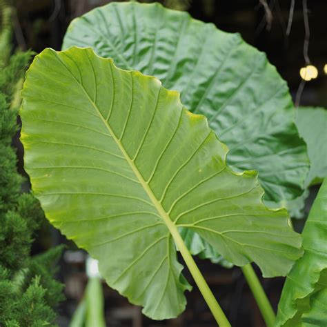 Alocasia Odora Growing Guide And Plant Care Tips