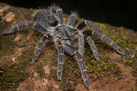 Robin James Nature Photography Garden Macro Photography Part Ii Kenya