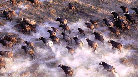 Stampede African Cape Buffalo Herd Wallpaper - Free Wallpapers