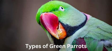 30 Types Of Green Parrots You Need To Know About Birds And Wetlands