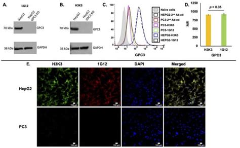 Cancers Free Full Text A Humanized Anti Gpc3 Antibody For Immuno Positron Emission