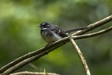 Mountain Grey Fantail in Australia 24737212 Stock Photo at Vecteezy