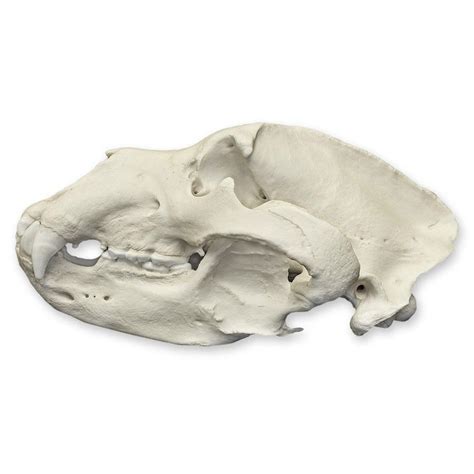 Replica Grizzly Bear Skull For Sale – Skulls Unlimited International, Inc.